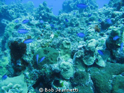 Blue Chromis by Bob Jeannetti 